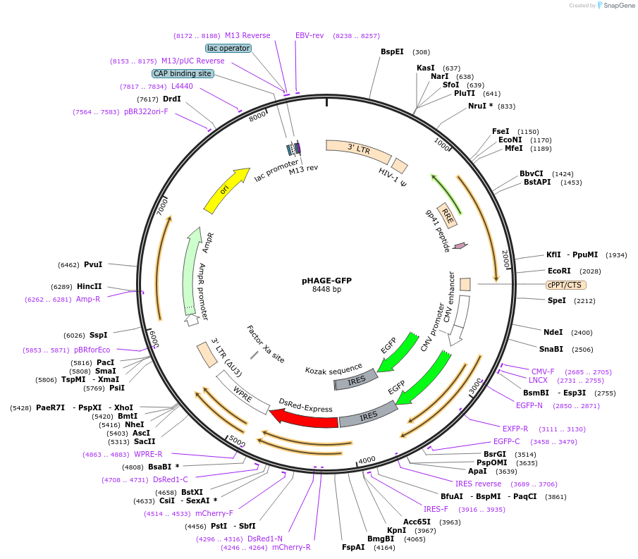106281-plasmid-map-sequence-id-212556