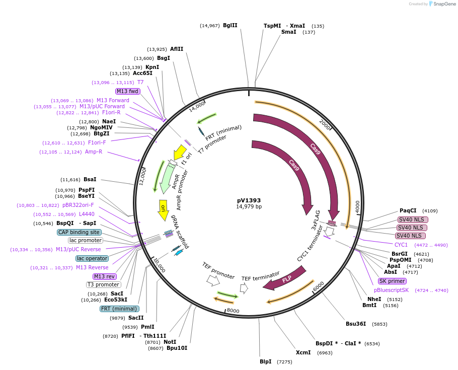 111430-plasmid-map-sequence-id-212561
