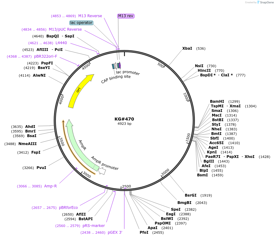 110930-plasmid-map-sequence-id-212563