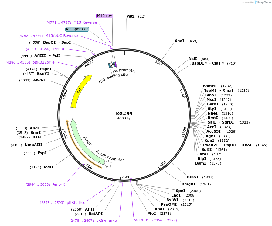 110929-plasmid-map-sequence-id-212565