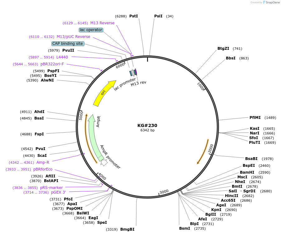 110925-plasmid-map-sequence-id-212567
