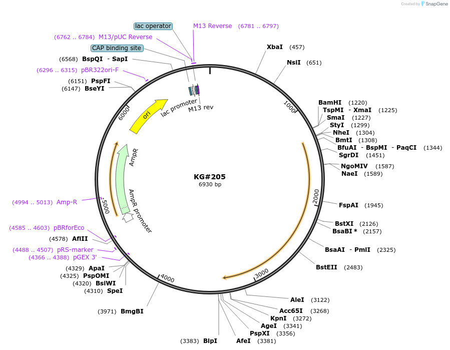 110881-plasmid-map-sequence-id-212568