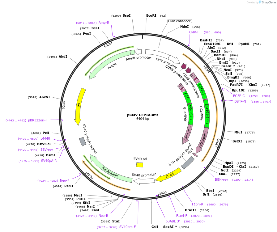 58219-plasmid-map-sequence-id-212578