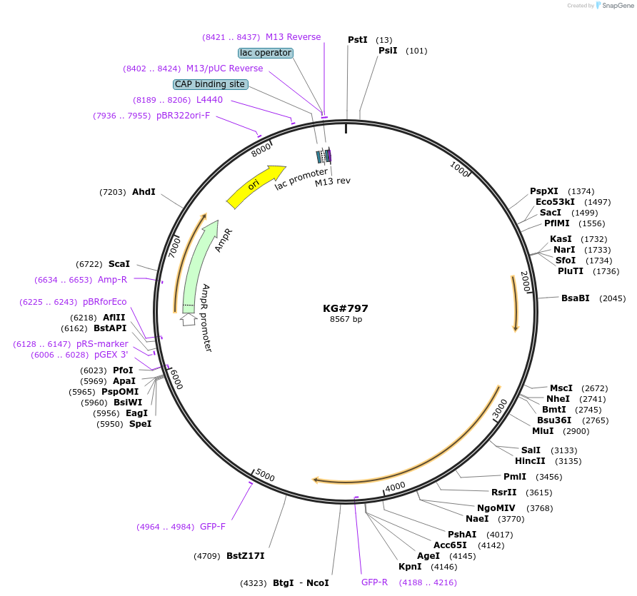 110916-plasmid-map-sequence-id-212580
