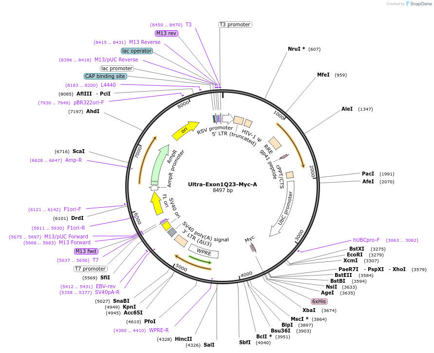 110486-plasmid-map-sequence-id-212584