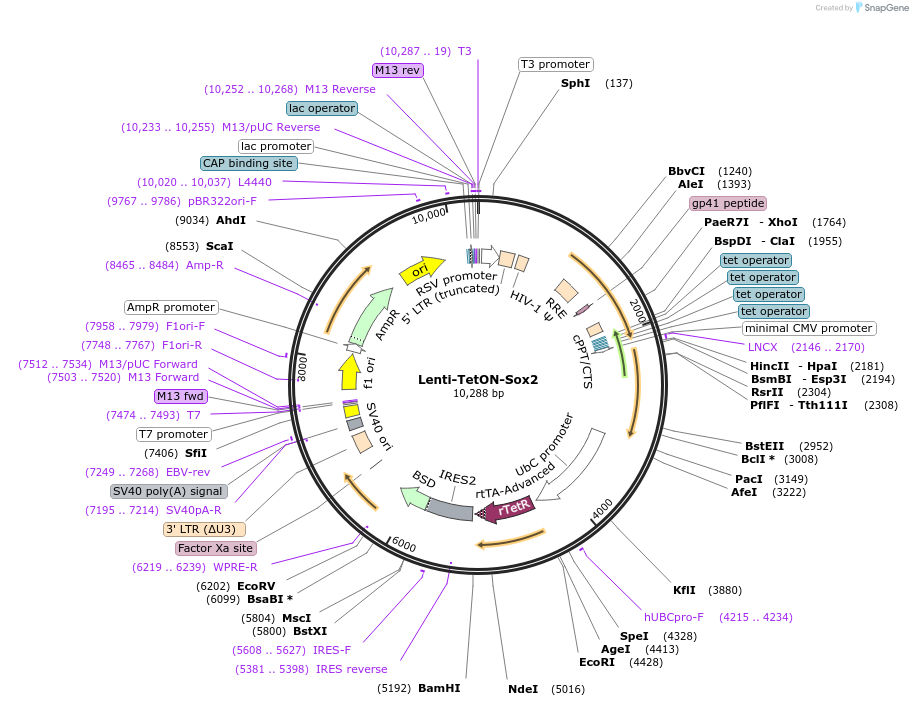 110280-plasmid-map-sequence-id-212586