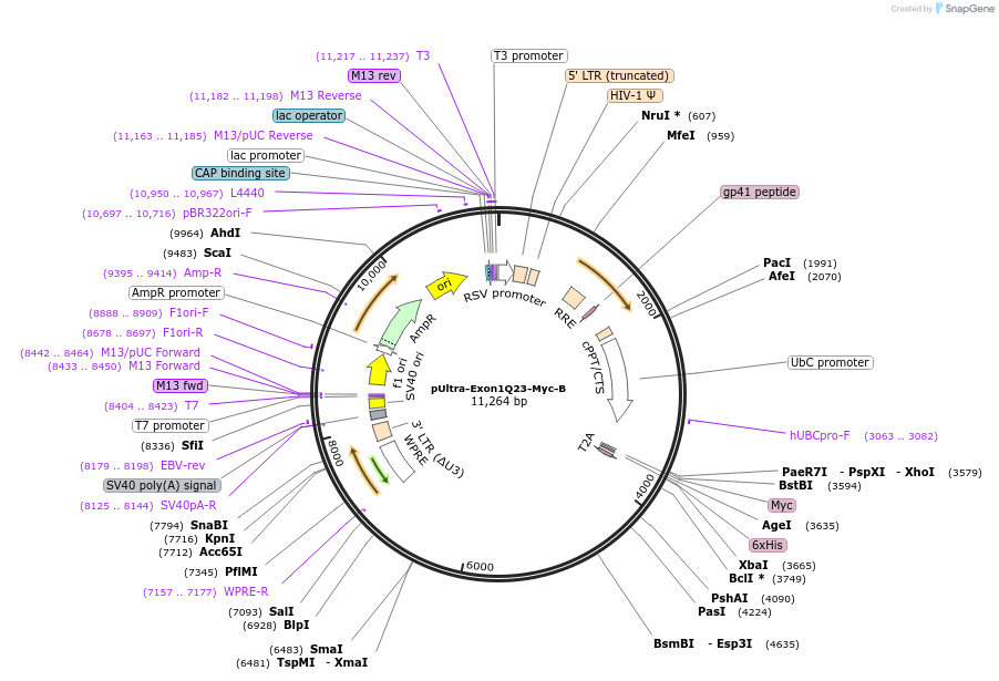 110488-plasmid-map-sequence-id-212609