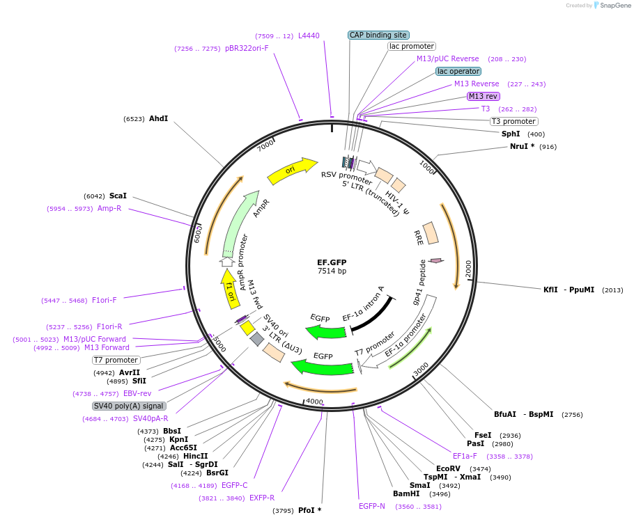 17616-plasmid-map-sequence-id-212625