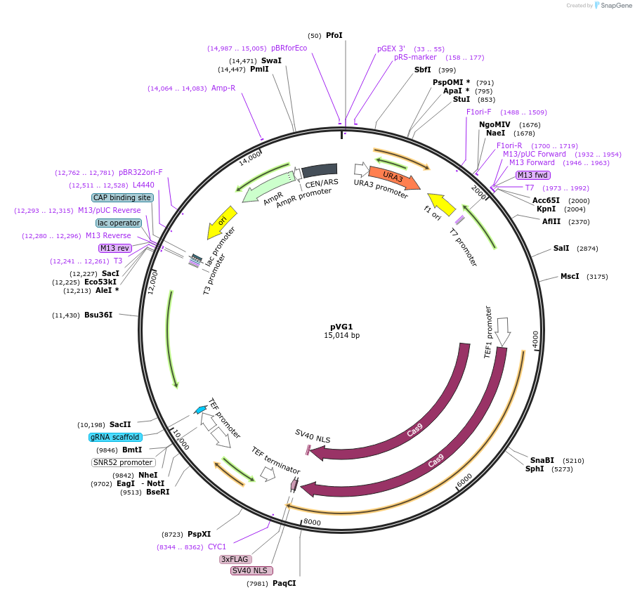 111444-plasmid-map-sequence-id-212632