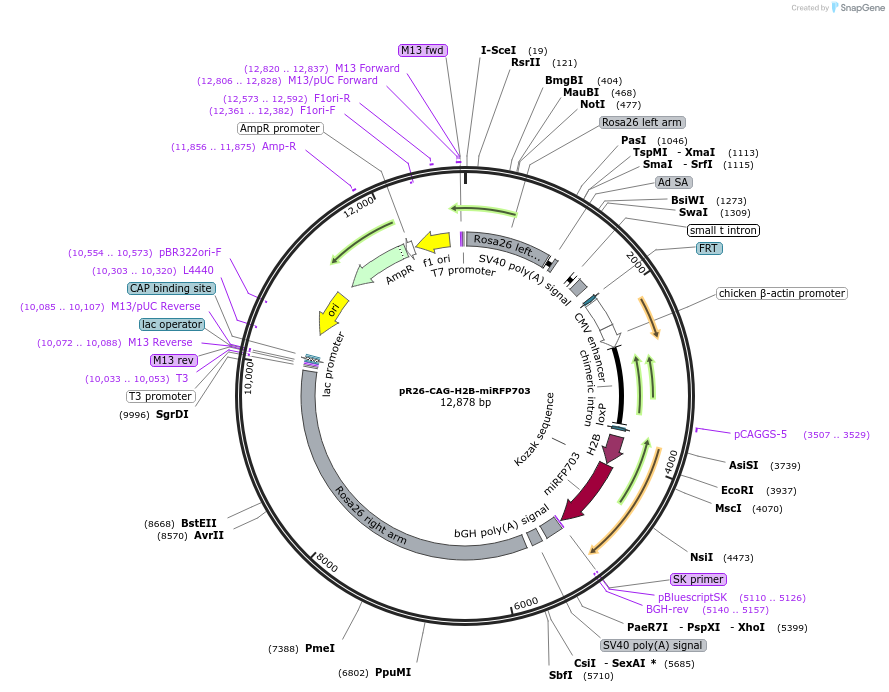 112853-plasmid-map-sequence-id-212638