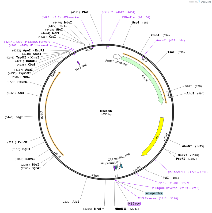 109069-plasmid-map-sequence-id-212671