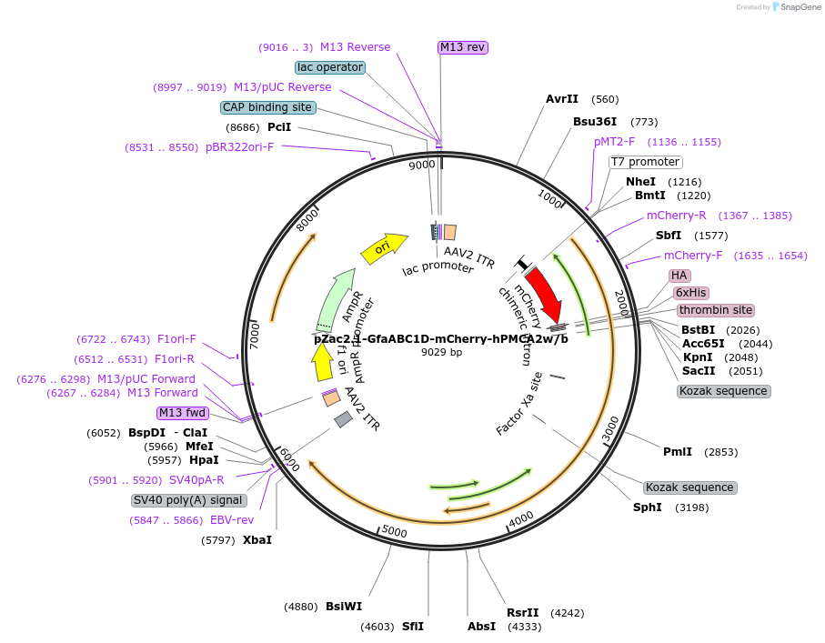 111568-plasmid-map-sequence-id-212681