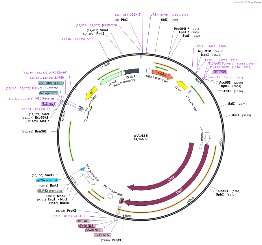 111439-plasmid-map-sequence-id-212701