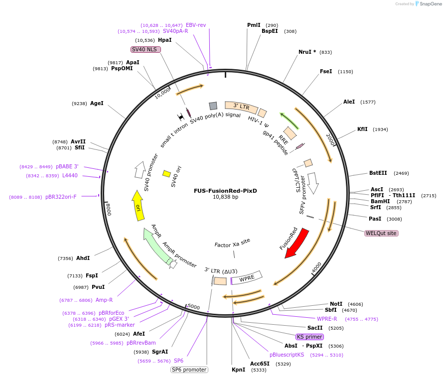 111503-plasmid-map-sequence-id-212705
