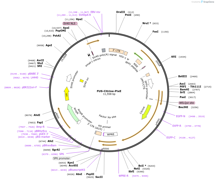111505-plasmid-map-sequence-id-212707