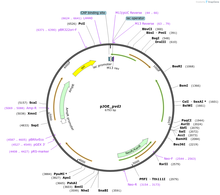 110142-plasmid-map-sequence-id-212715