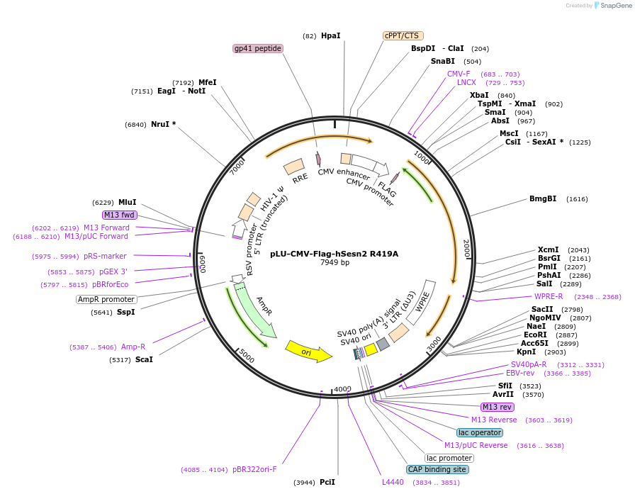 111792-plasmid-map-sequence-id-212716