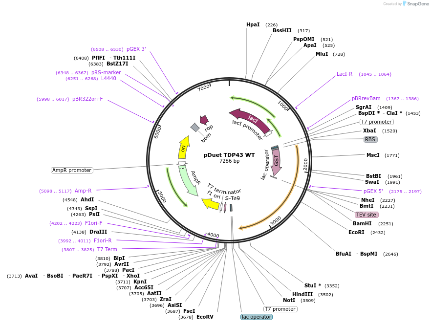 27462-plasmid-map-sequence-id-212724
