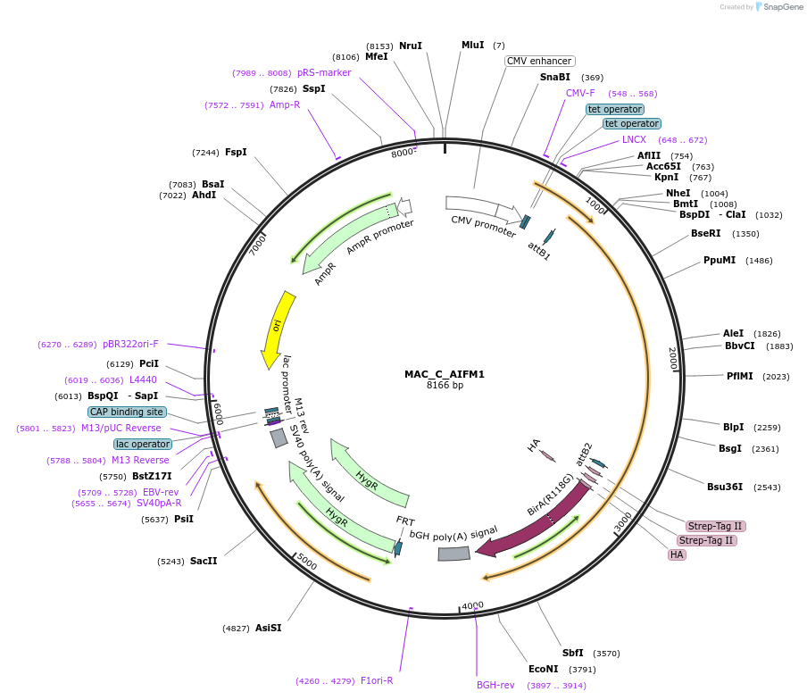111659-plasmid-map-sequence-id-212737