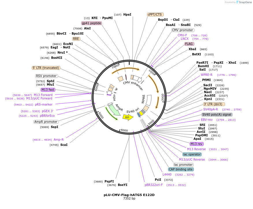111804-plasmid-map-sequence-id-212738