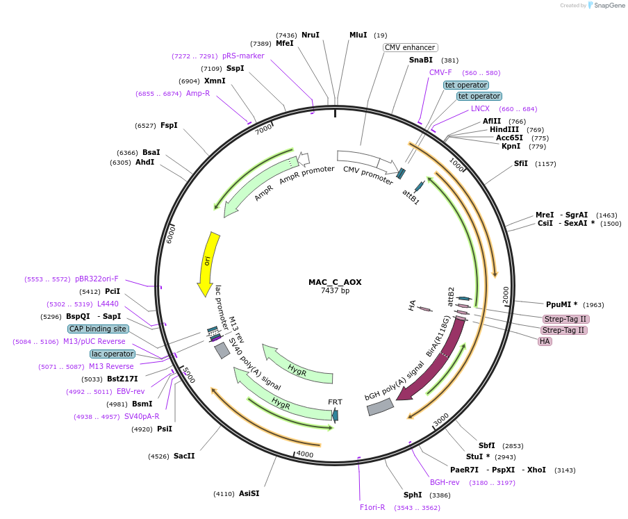 111661-plasmid-map-sequence-id-212747