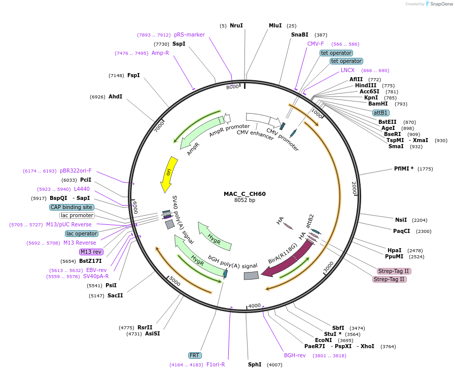 111662-plasmid-map-sequence-id-212750