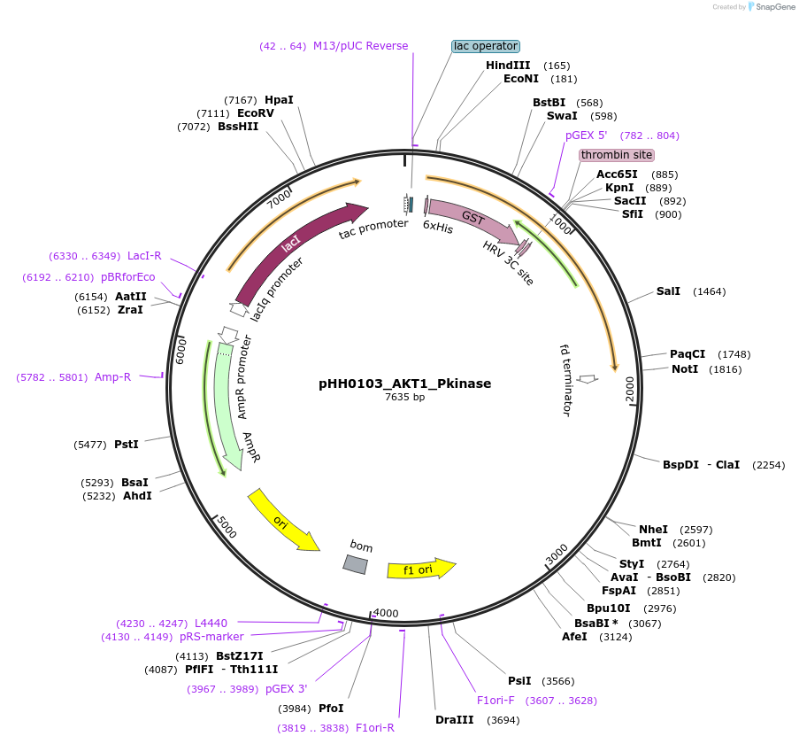 109775-plasmid-map-sequence-id-212752