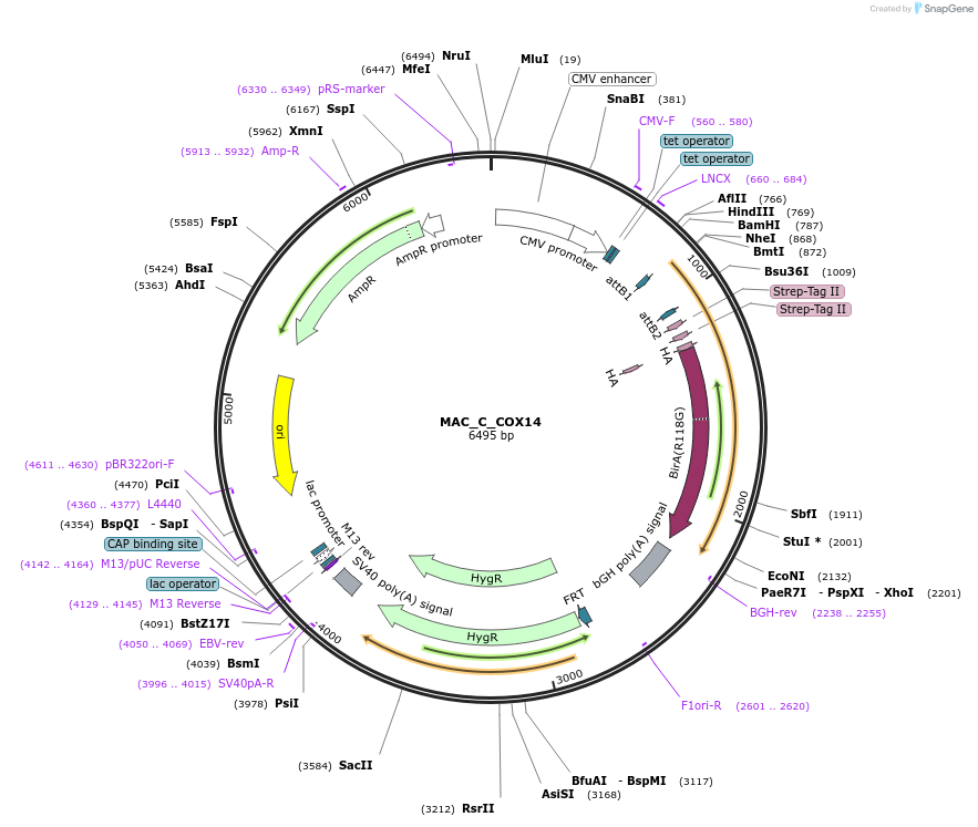 111663-plasmid-map-sequence-id-212757