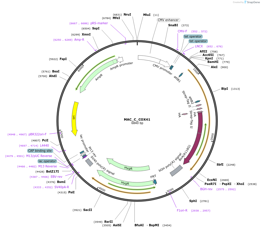 111664-plasmid-map-sequence-id-212773