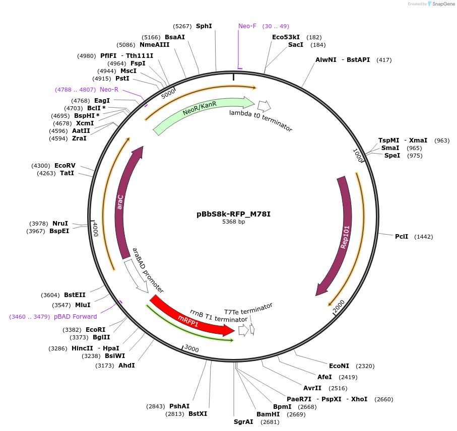 109413-plasmid-map-sequence-id-212793