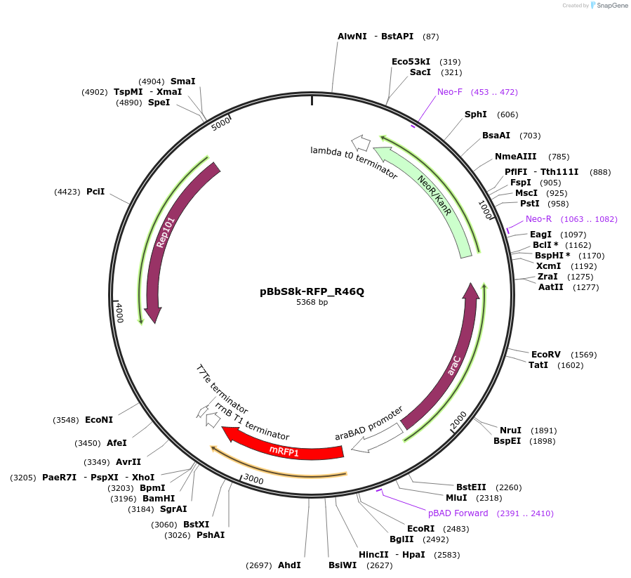 109414-plasmid-map-sequence-id-212794