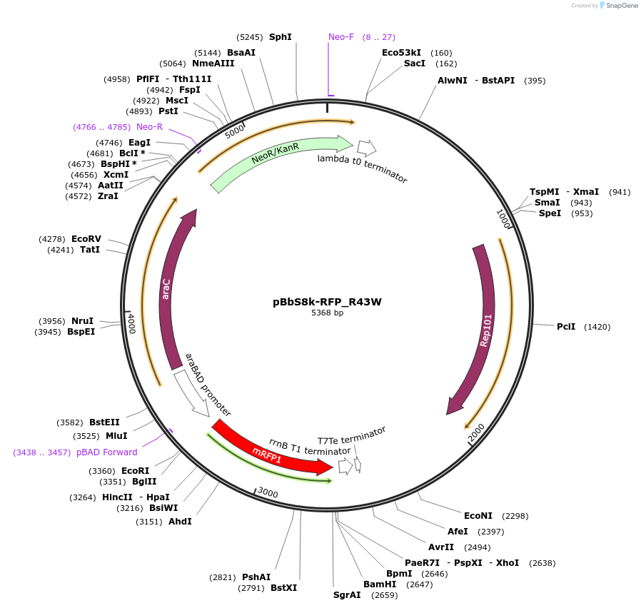 109416-plasmid-map-sequence-id-212797