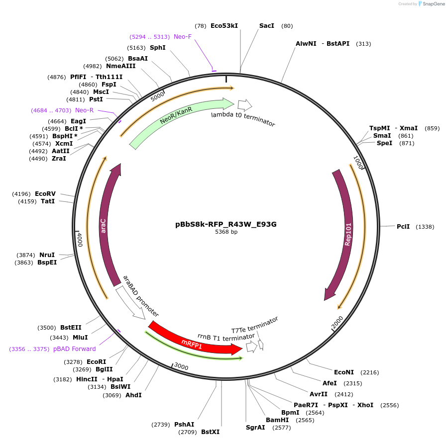 109406-plasmid-map-sequence-id-212798