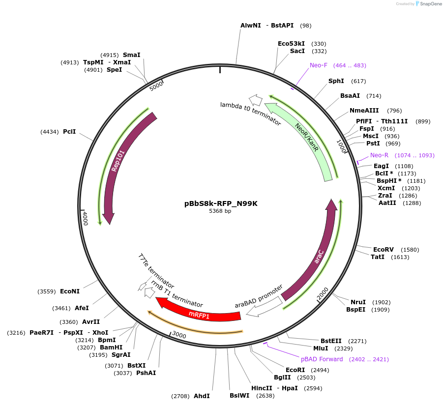109409-plasmid-map-sequence-id-212802