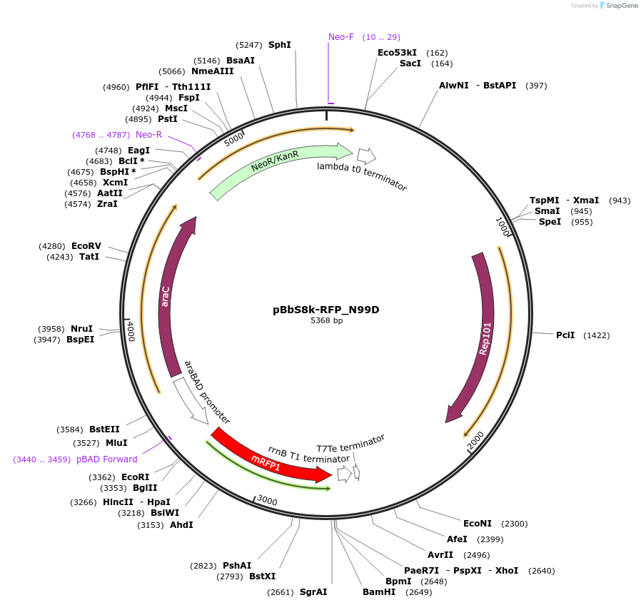 109410-plasmid-map-sequence-id-212803