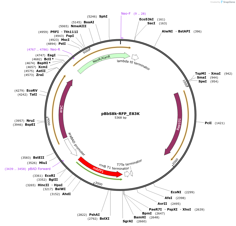 109412-plasmid-map-sequence-id-212804