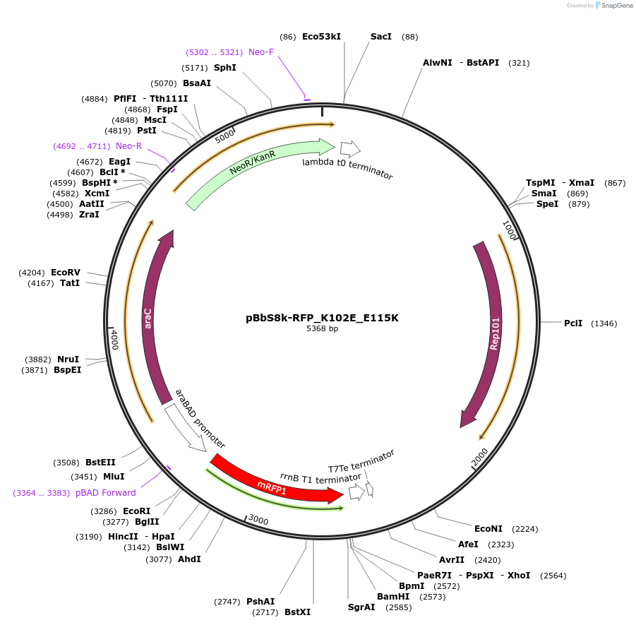 109405-plasmid-map-sequence-id-212806