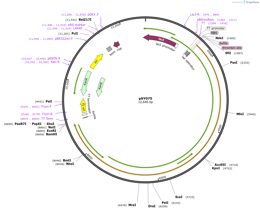 110067-plasmid-map-sequence-id-212811