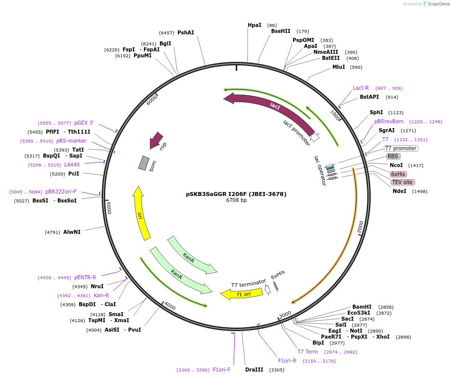 110149-plasmid-map-sequence-id-212816