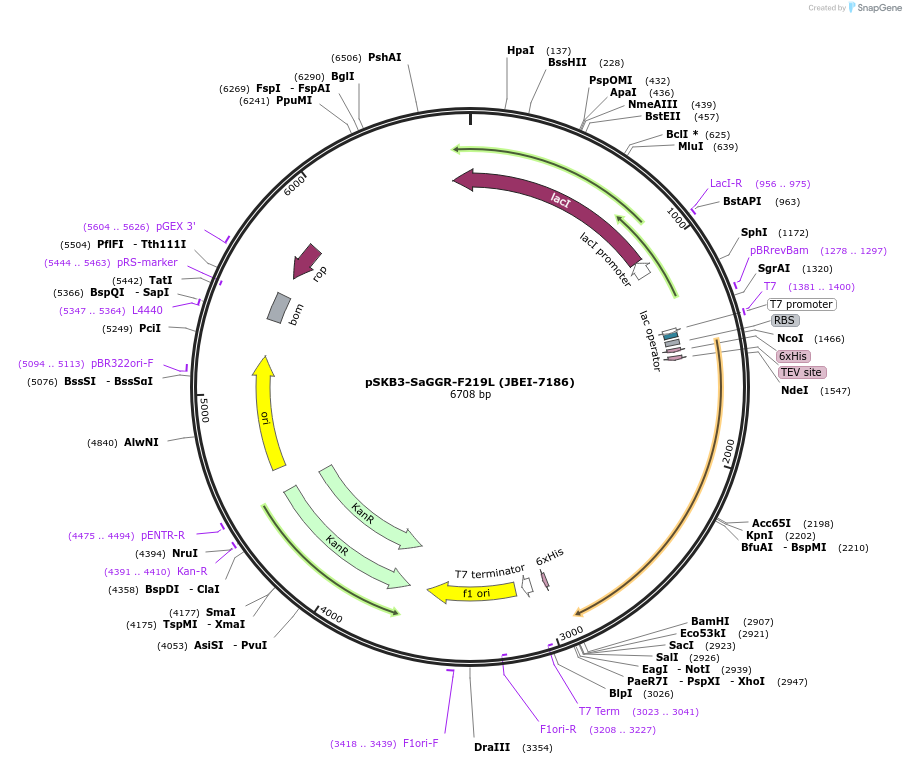 110151-plasmid-map-sequence-id-212817