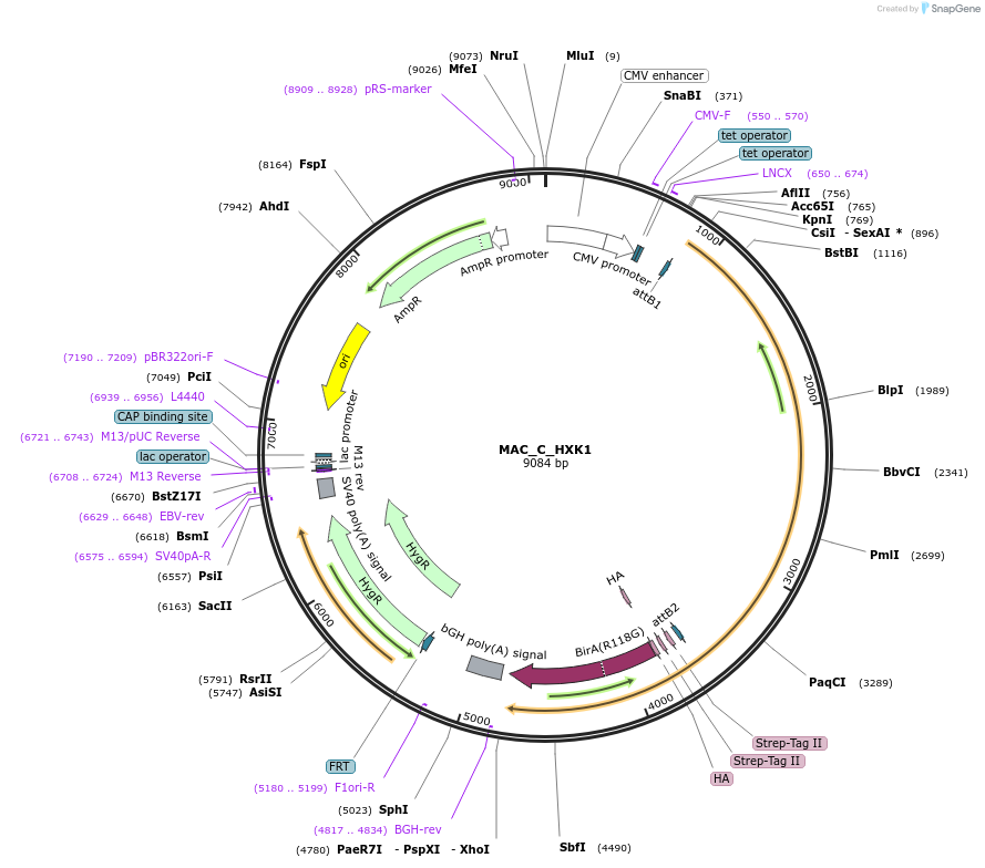 111668-plasmid-map-sequence-id-212831