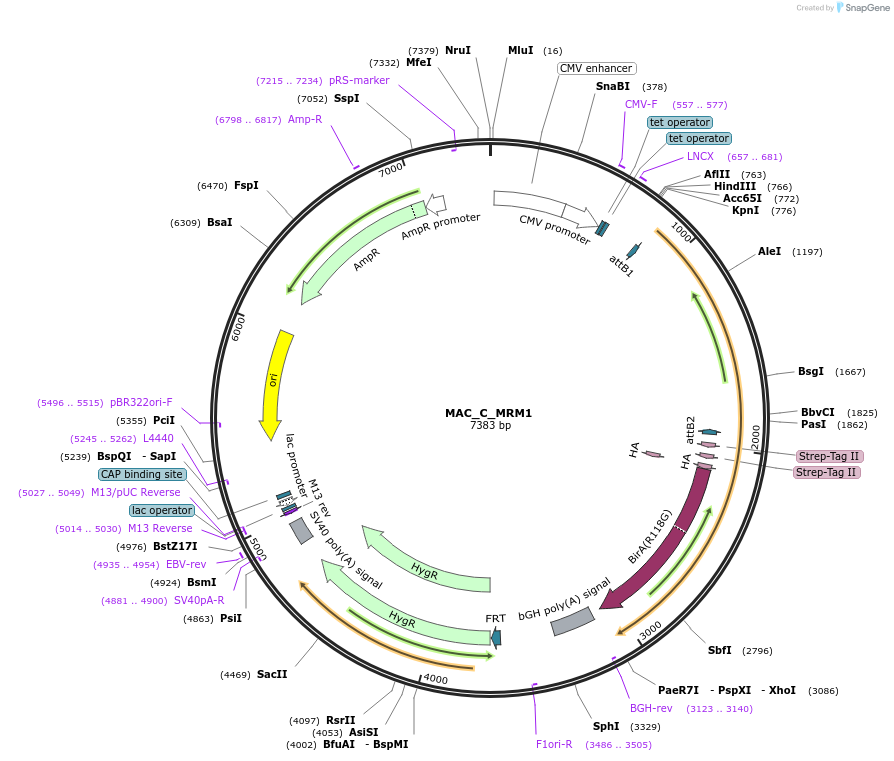 111671-plasmid-map-sequence-id-212833