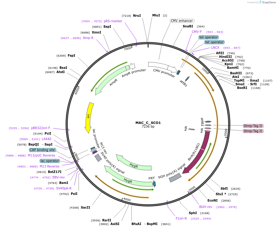 111675-plasmid-map-sequence-id-212834