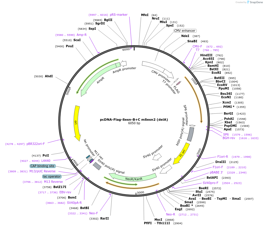 111798-plasmid-map-sequence-id-212840