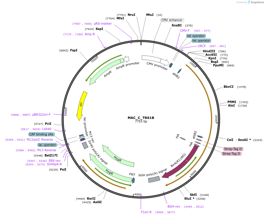 111679-plasmid-map-sequence-id-212843