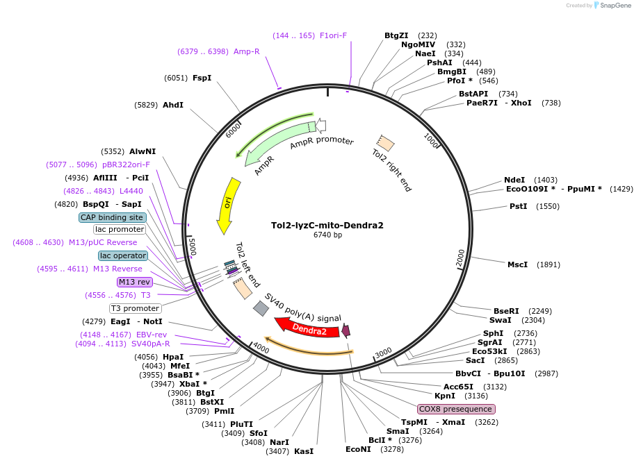 107590-plasmid-map-sequence-id-212845