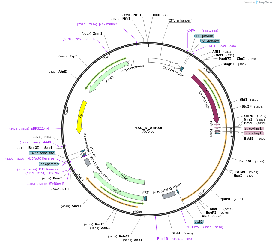 111680-plasmid-map-sequence-id-212846