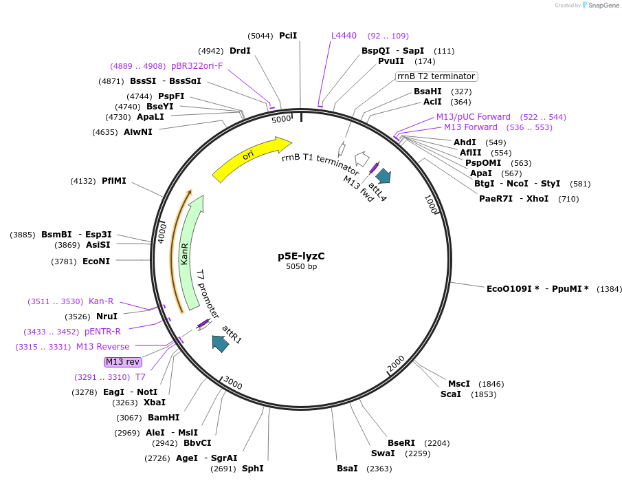 107591-plasmid-map-sequence-id-212852