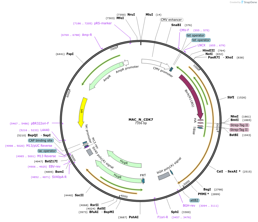 111684-plasmid-map-sequence-id-212857