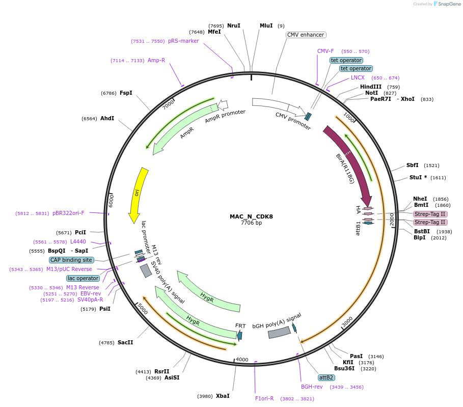 111685-plasmid-map-sequence-id-212858